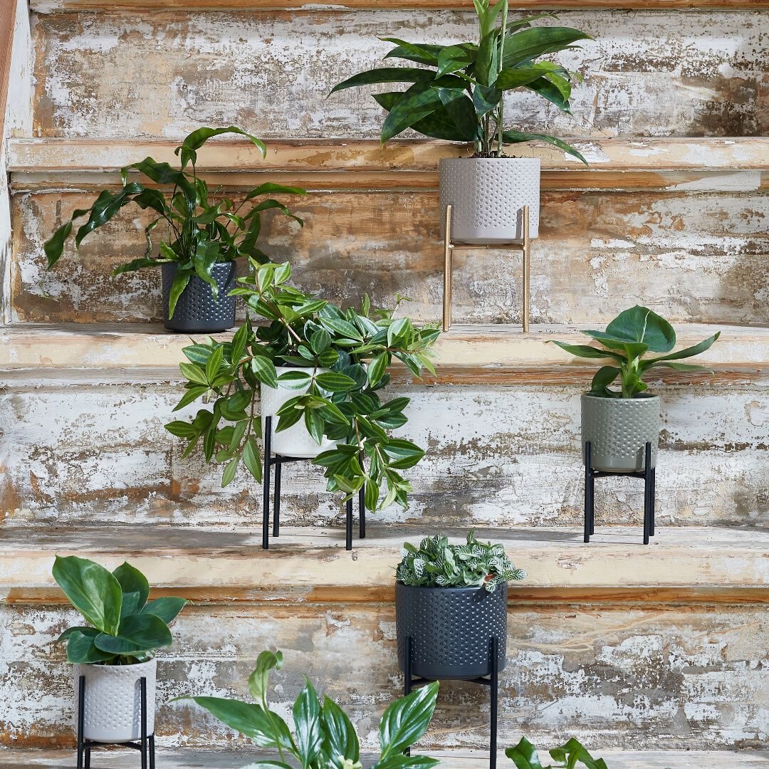 Ascot Plant Stand Black - Image 5