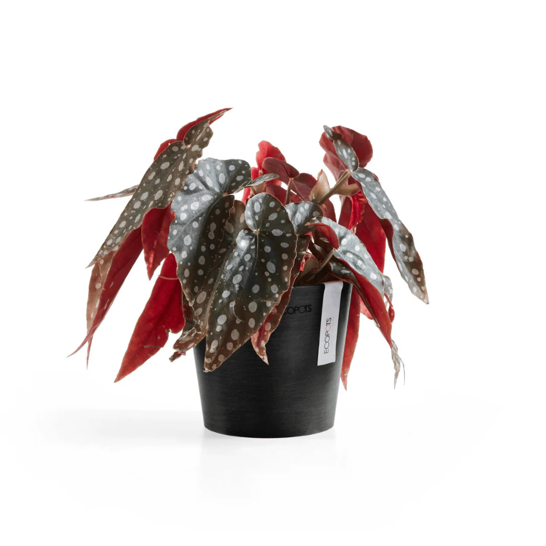 Ecopots Amsterdam Mini Pot Dark Grey - Image 8