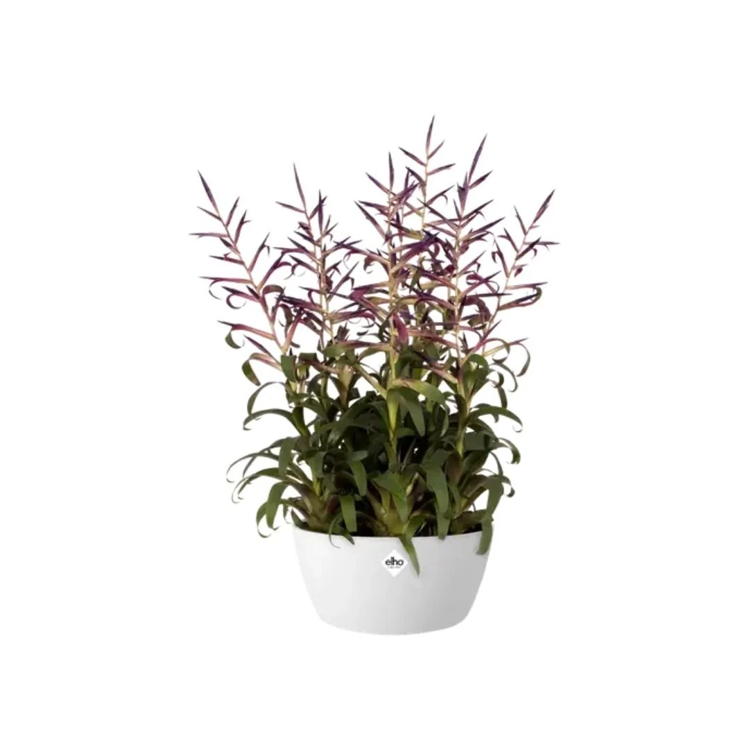 Elho Brussels Bowl White 23cm - Image 3