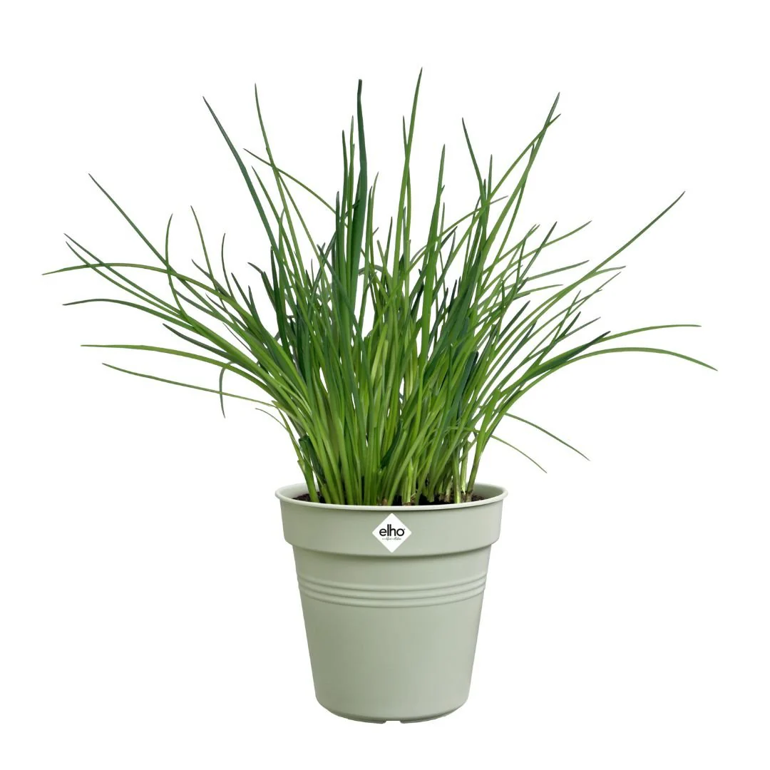 Elho Green Basics Growpot Stone Green - Image 5