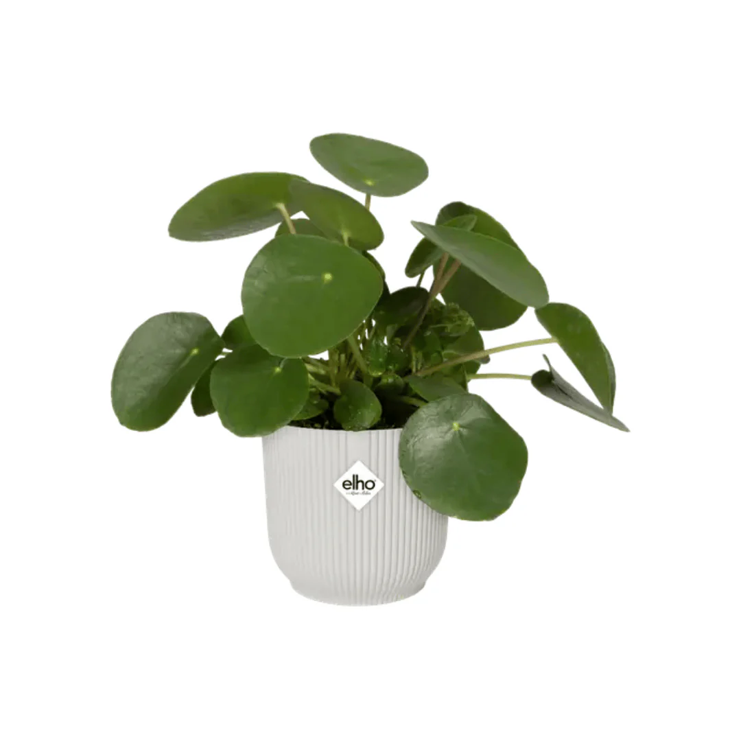 Elho Vibes Round Silky White - Image 8