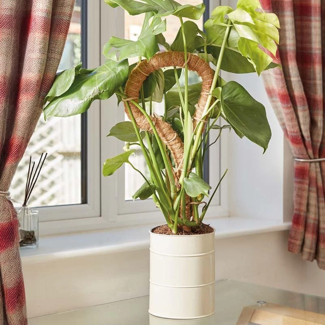 Flexi-Coco Plant Support - Image 2