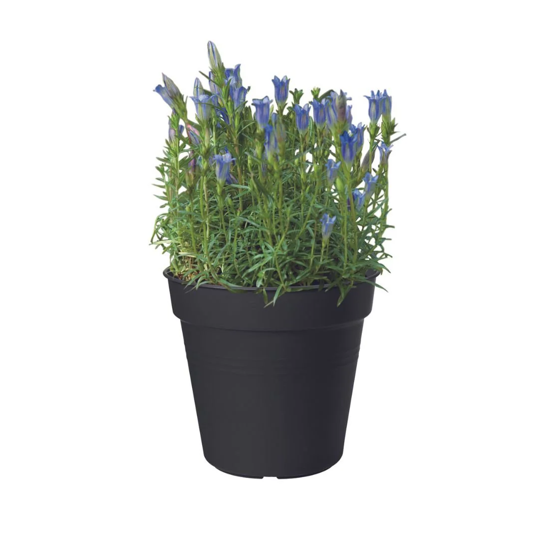 Elho Green Basics Growpot Living Black - Image 3