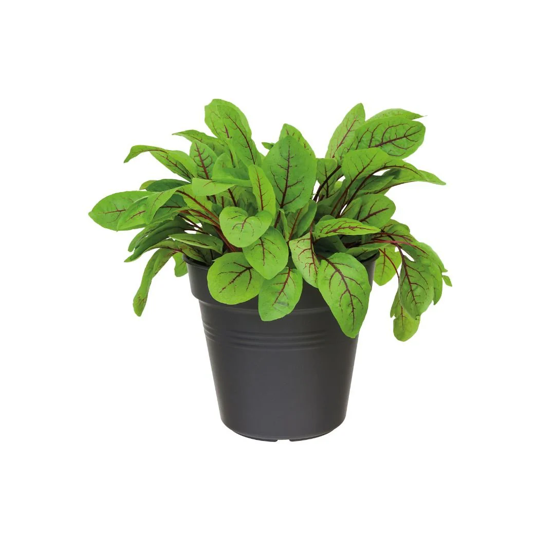 Elho Green Basics Growpot Living Black - Image 4