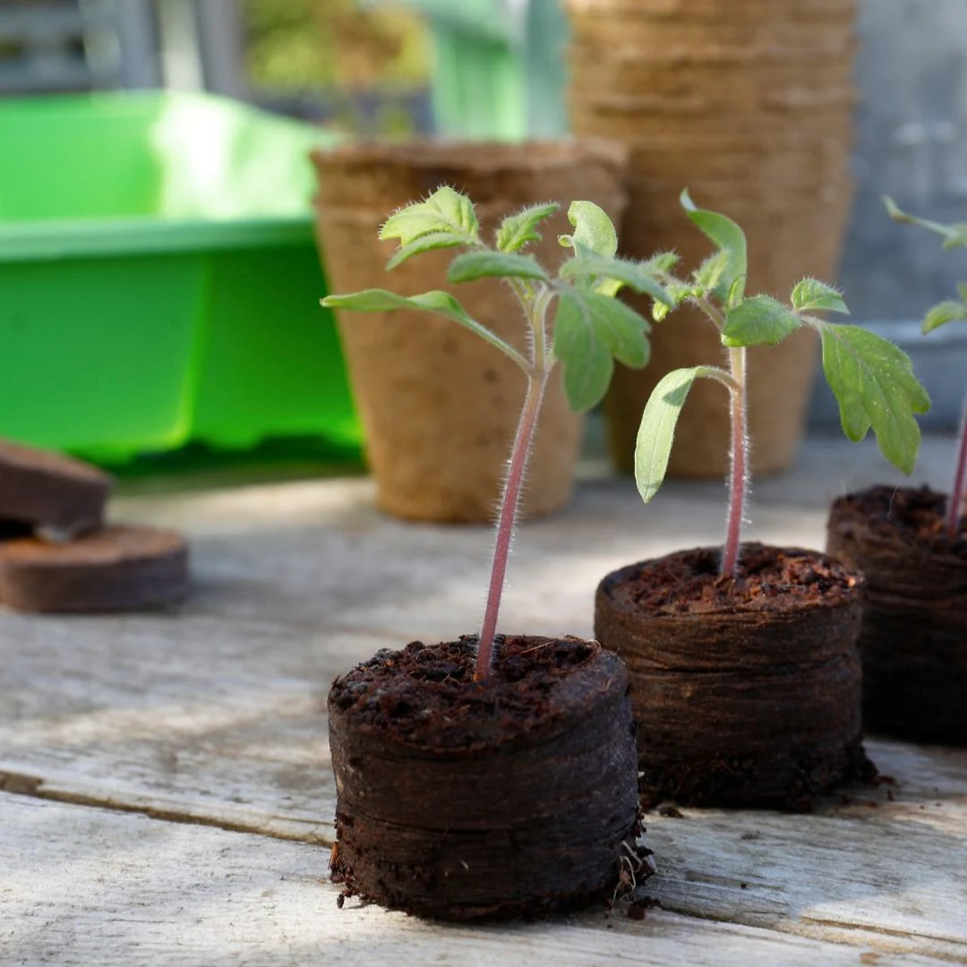 Gro-Sure Peat Free Compost Discs - Image 2