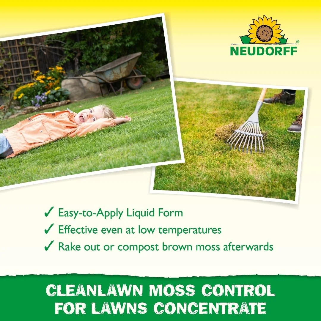 Moss Control For Lawns - Image 4