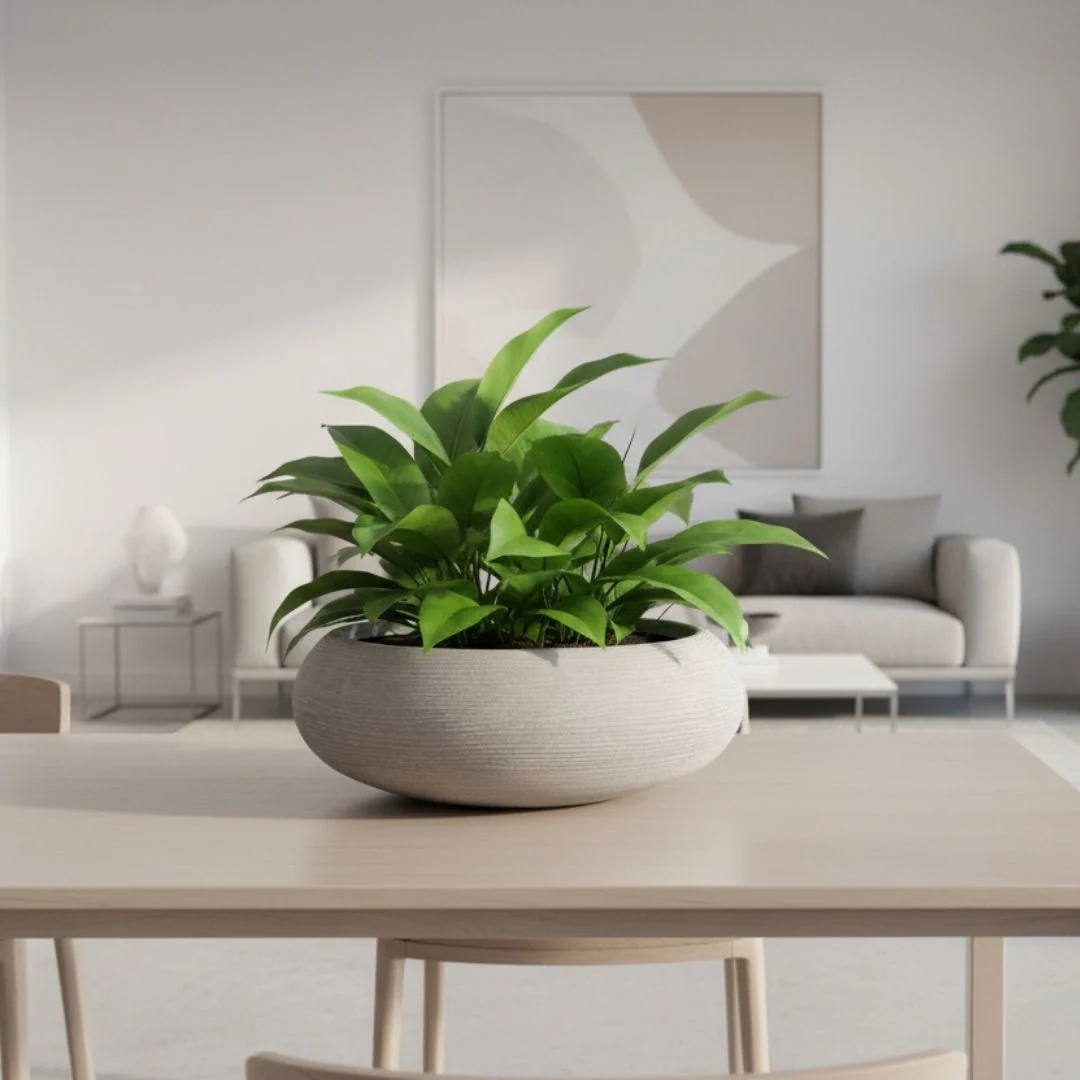 Shabby Low Bowl Planter Corda - Off White